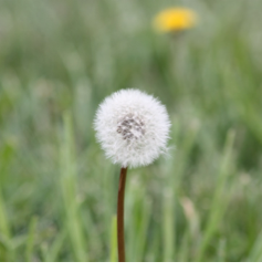 White dandelion